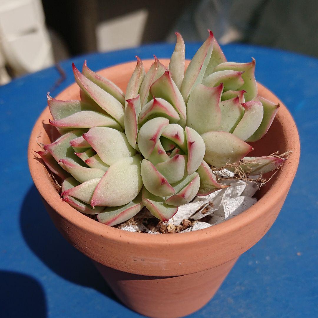 ロータスランプ 4