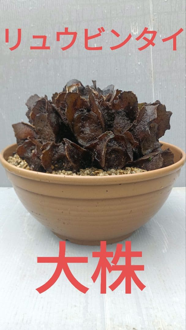 亜熱帯のシダ　リュウビンタイ　奄美大島産　①　大株