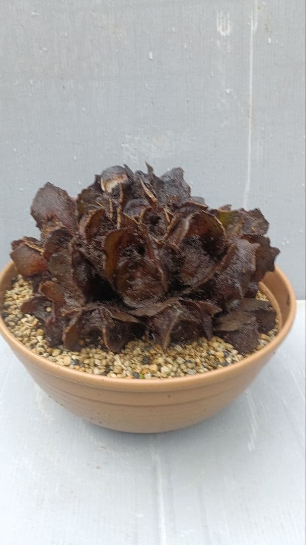 亜熱帯のシダ　リュウビンタイ　奄美大島産　①　大株