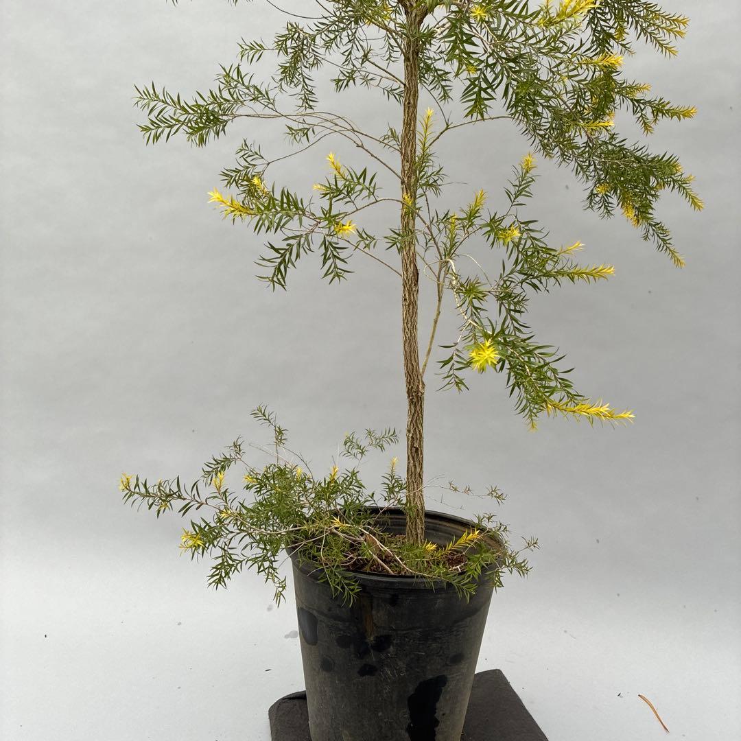 メラレウカ　レボリューションゴールド