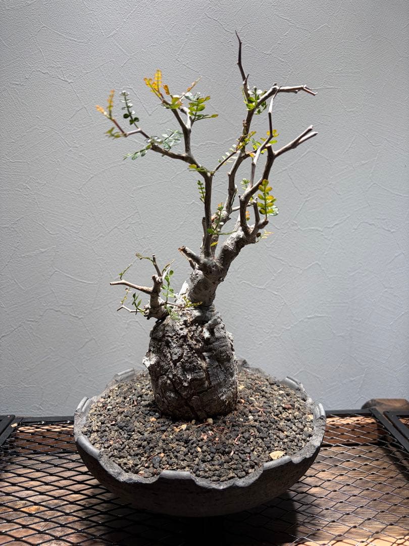 オペルクリカリアパキプス　みやび鉢