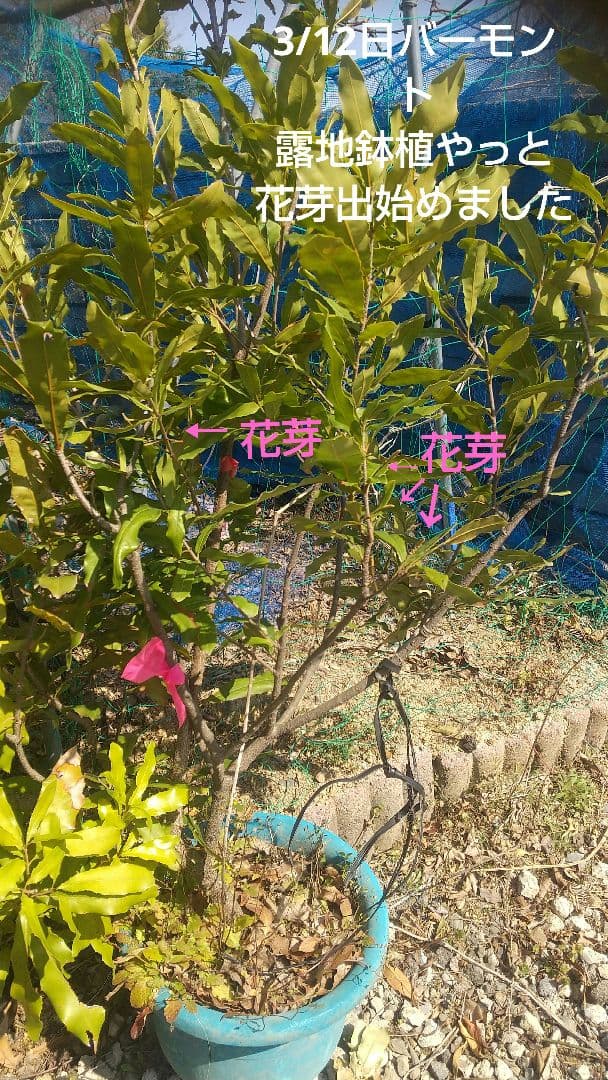 【マカダミアナッツ取り木】 ☀限定特別販売ご案内 バーモント、バーディック