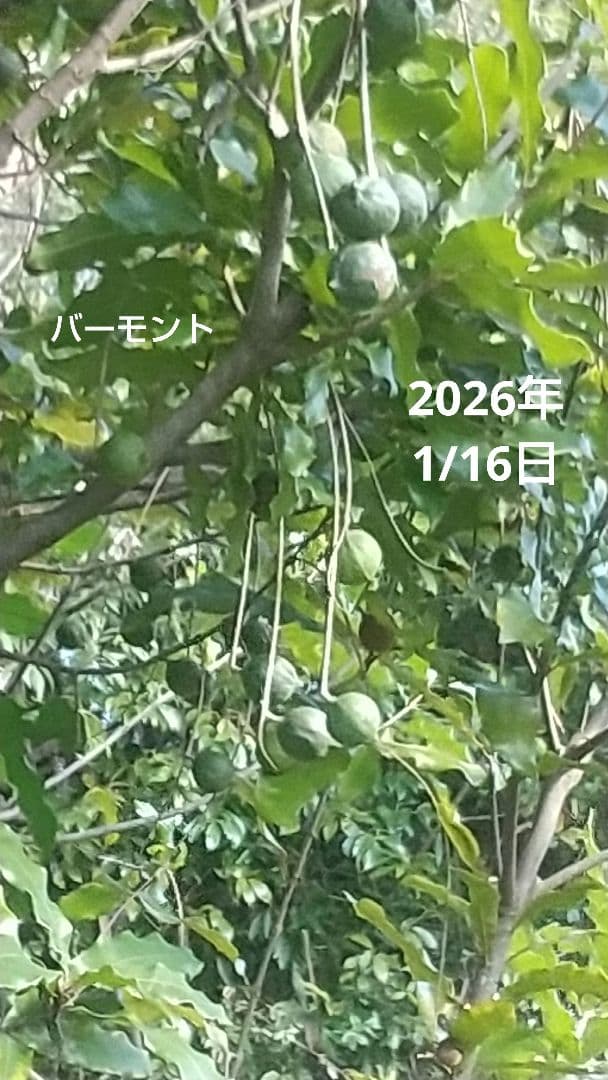 【マカダミアナッツ取り木】 ☀限定特別販売ご案内 バーモント、バーディック