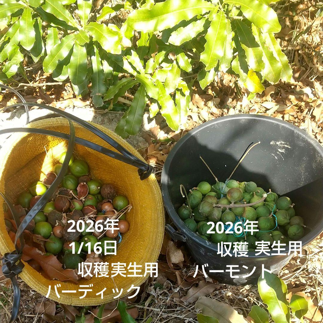 【マカダミアナッツ取り木】 ☀限定特別販売ご案内 バーモント、バーディック
