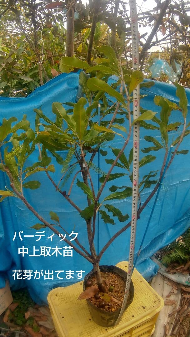【マカダミアナッツ取り木】 ☀限定特別販売ご案内 バーモント、バーディック