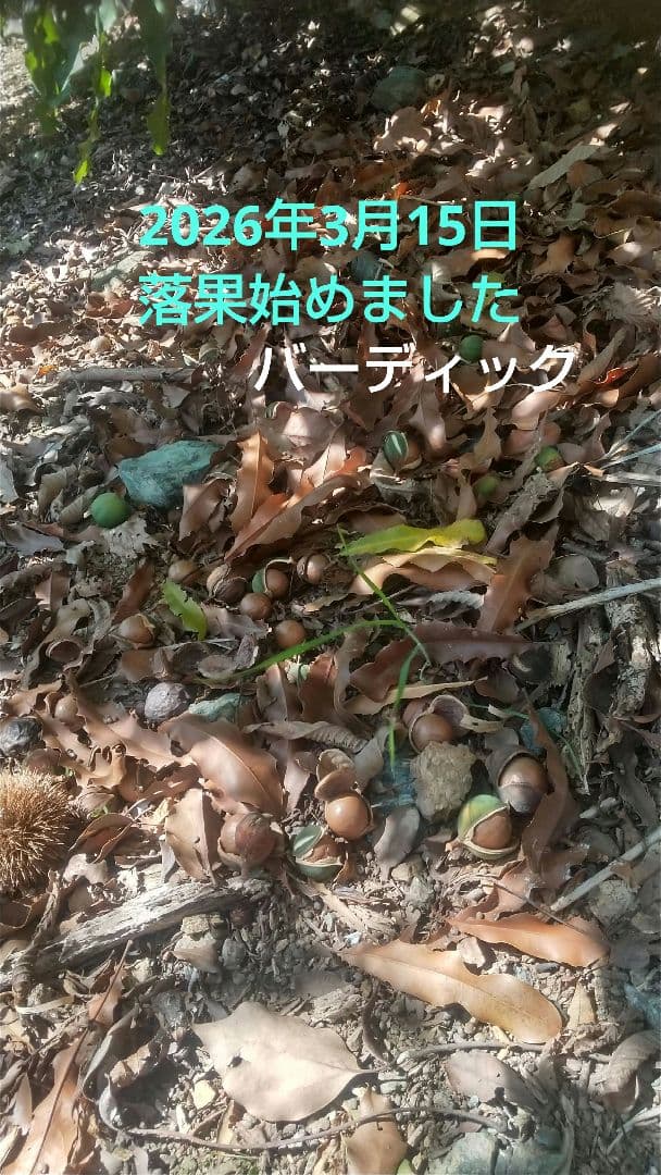 【マカダミアナッツ取り木】 ☀限定特別販売ご案内 バーモント、バーディック