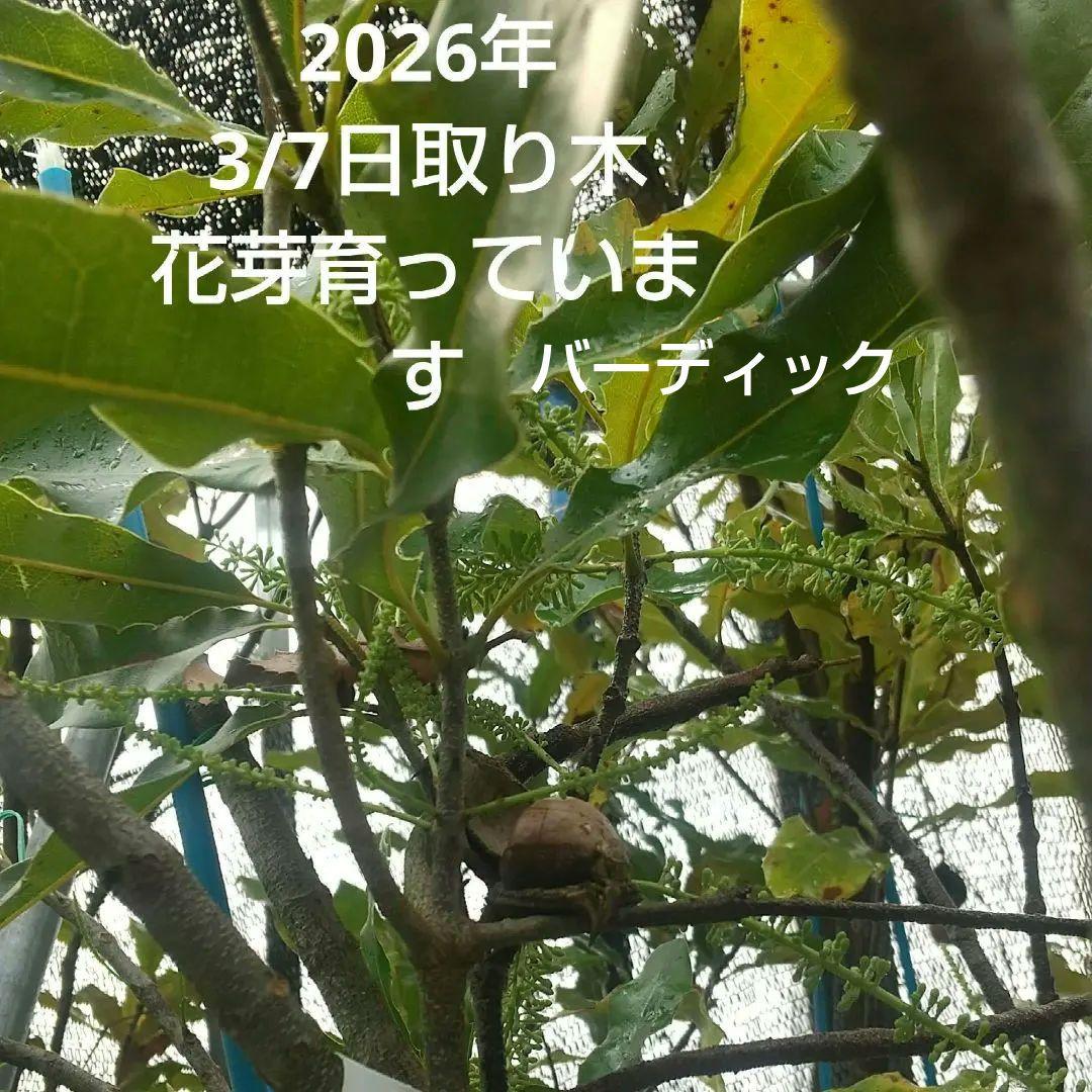 【マカダミアナッツ取り木】 ☀限定特別販売ご案内 バーモント、バーディック