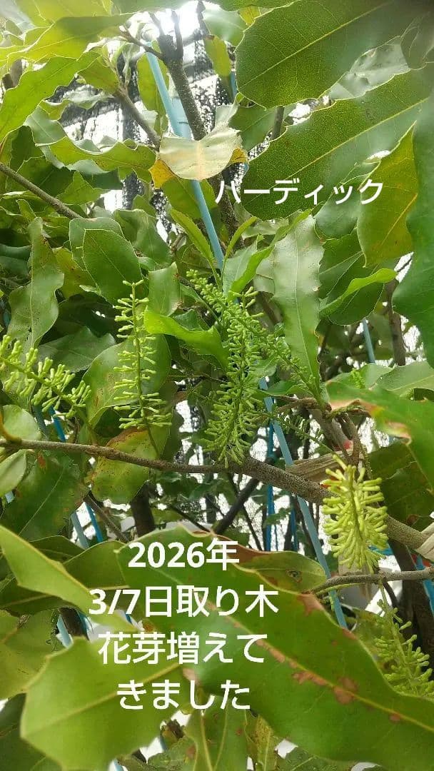 【マカダミアナッツ取り木】 ☀限定特別販売ご案内 バーモント、バーディック