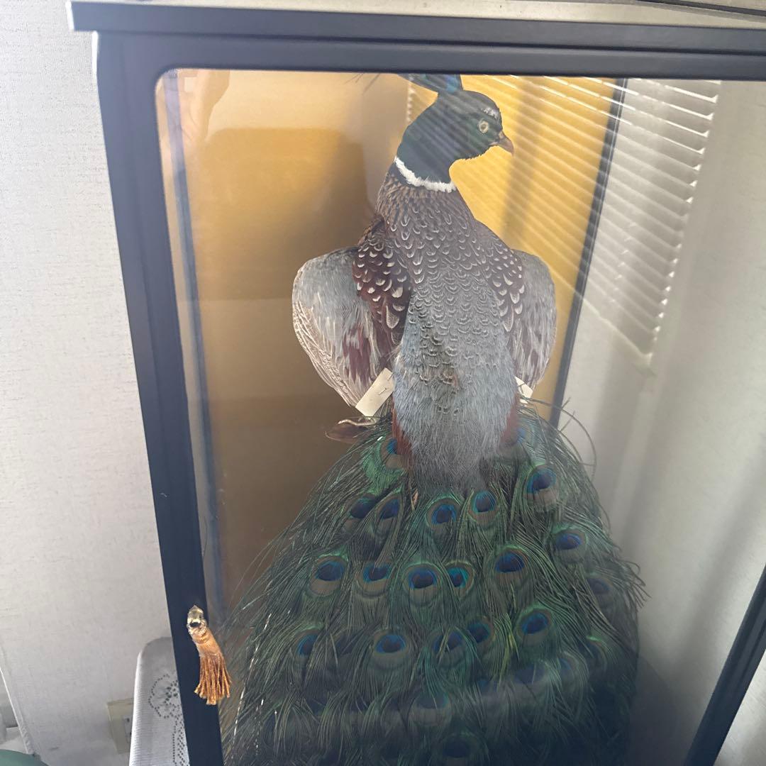 くじゃくの剥製