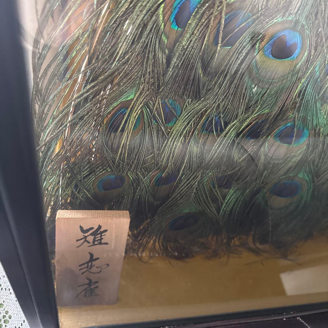 くじゃくの剥製