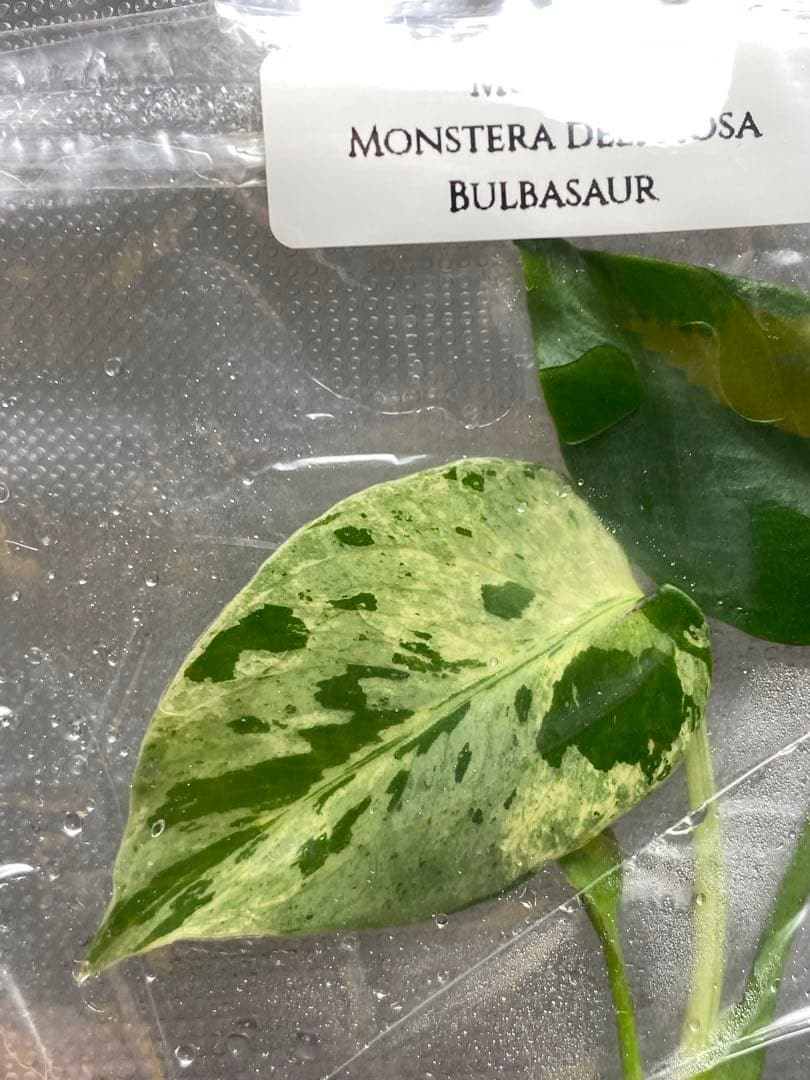 終*7様 【セール‼️】モンステラ　デリシオーサ　バルバソー　フシギダネ/ベトシ