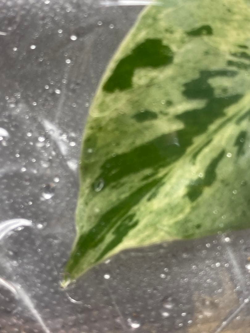 終*7様 【セール‼️】モンステラ　デリシオーサ　バルバソー　フシギダネ/ベトシ