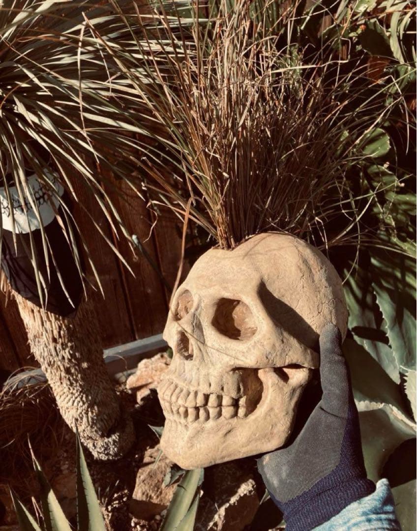 スカル鉢　モヒカン又はボンバータイプ◇ドライガーデン多肉サボテン　ユッカ　アガベ