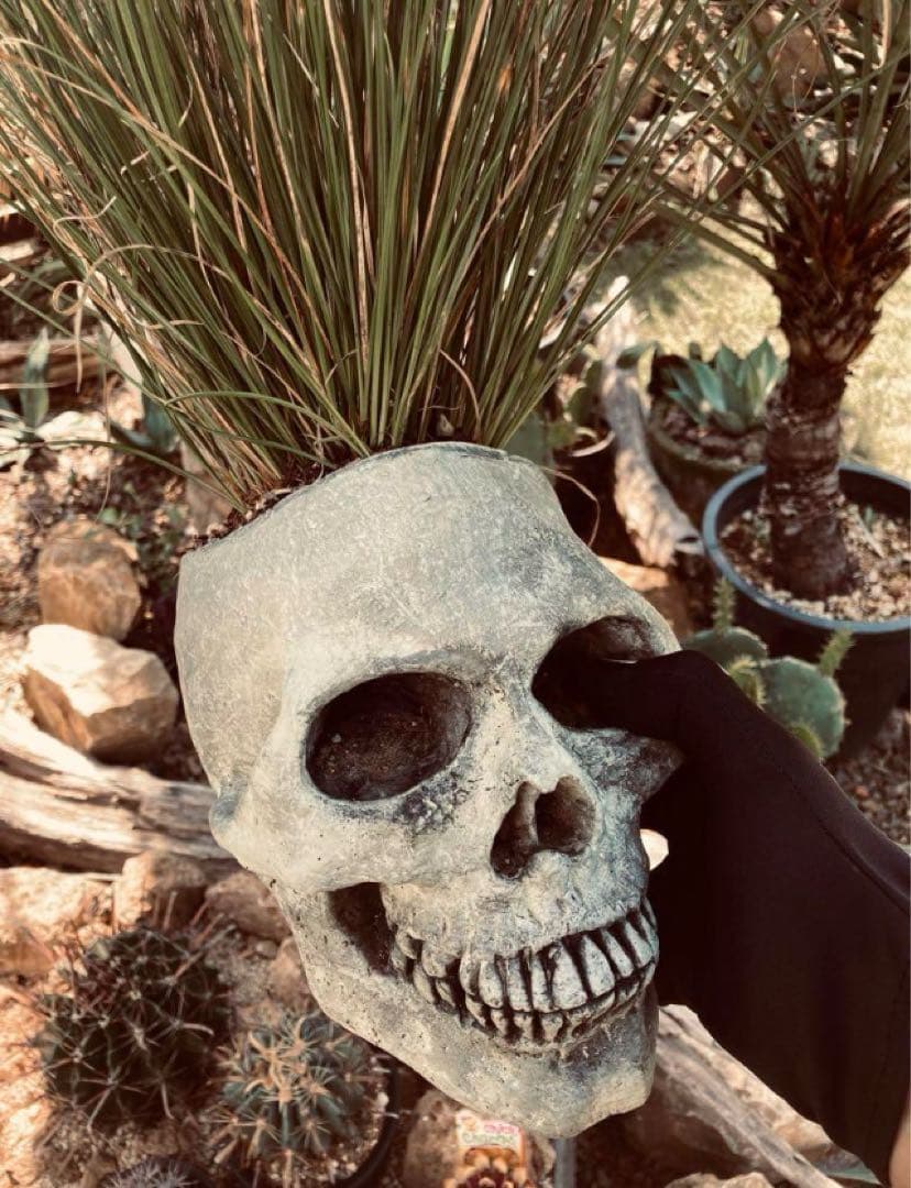 スカル鉢　モヒカン又はボンバータイプ◇ドライガーデン多肉サボテン　ユッカ　アガベ