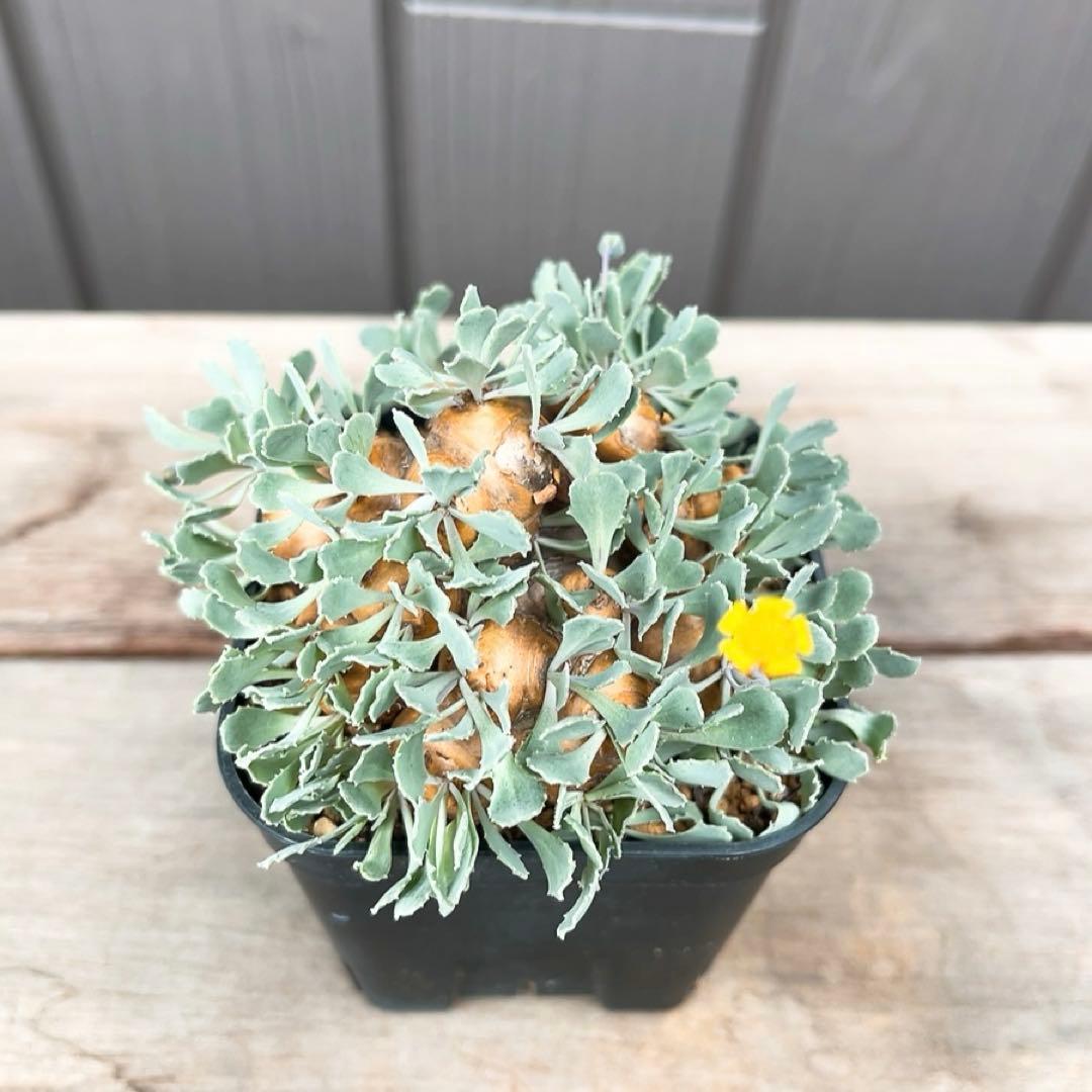 《やん坊まー坊》オトンナ カカリオイデス　現地球』極美特大株　発根済