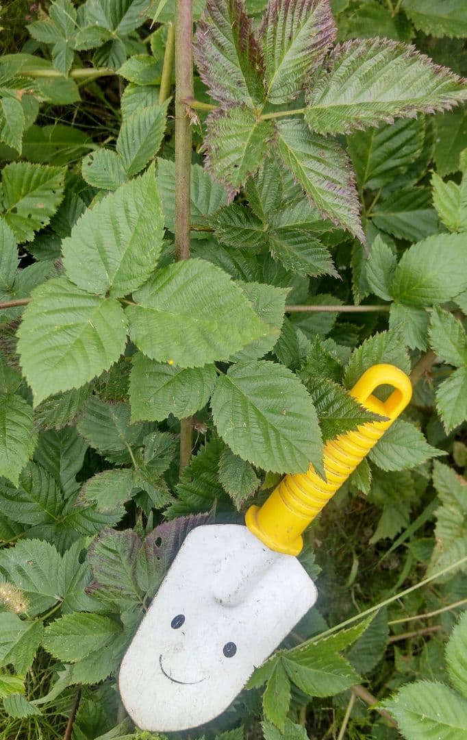 ブラックベリー挿し木用(ФωФ)ネコポス カット枝