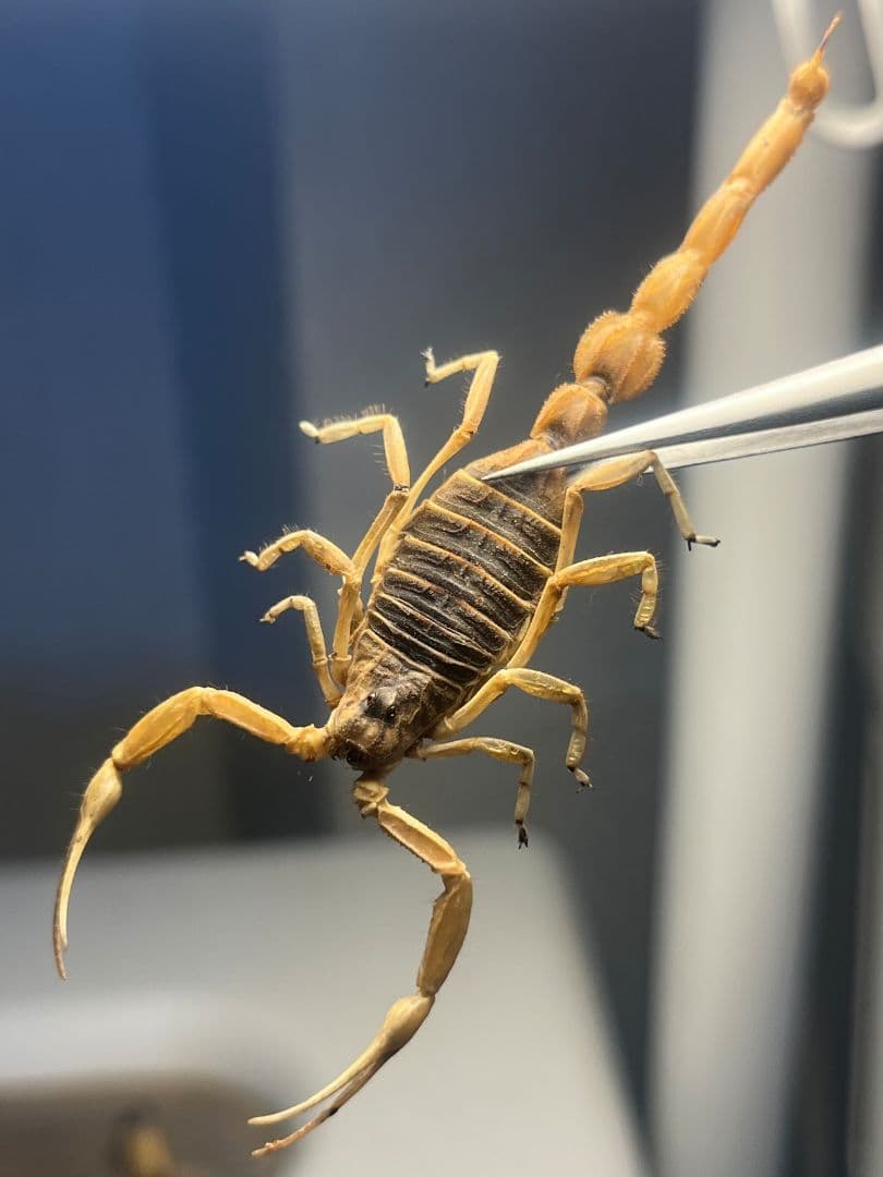 【標本】スーザンシールドテールドスコーピオン キョクトウサソリムカデセンチピード