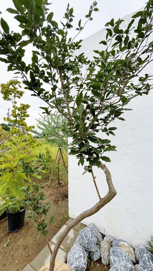 masuma 超逸品。山採りヤマコウバシ2.3M(鉢底から) 幅1.0M