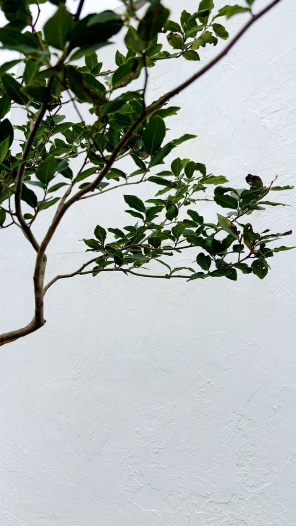 masuma 超逸品。山採りヤマコウバシ2.3M(鉢底から) 幅1.0M