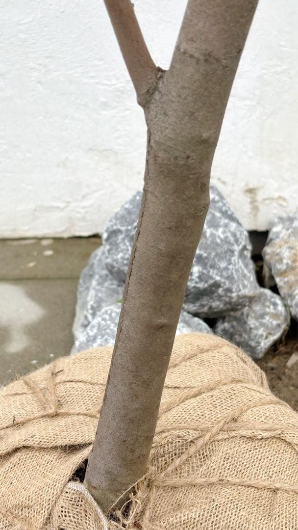 masuma 超逸品。山採りヤマコウバシ2.3M(鉢底から) 幅1.0M