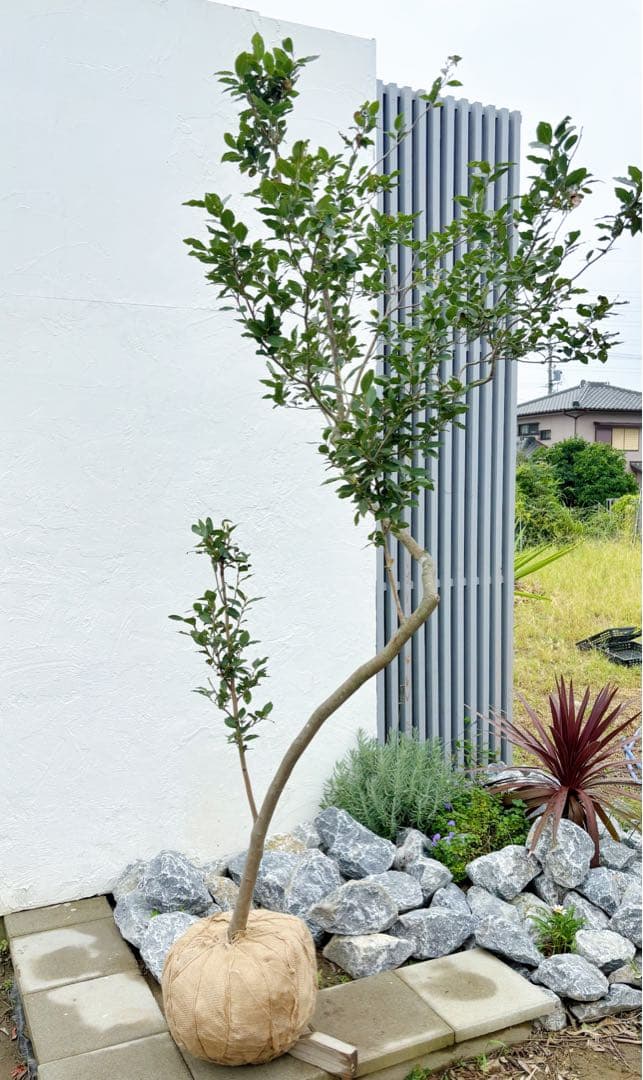 masuma 超逸品。山採りヤマコウバシ2.3M(鉢底から) 幅1.0M