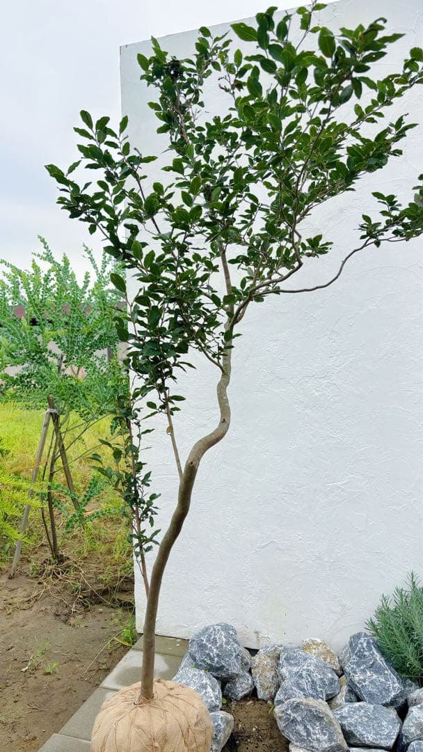 masuma 超逸品。山採りヤマコウバシ2.3M(鉢底から) 幅1.0M