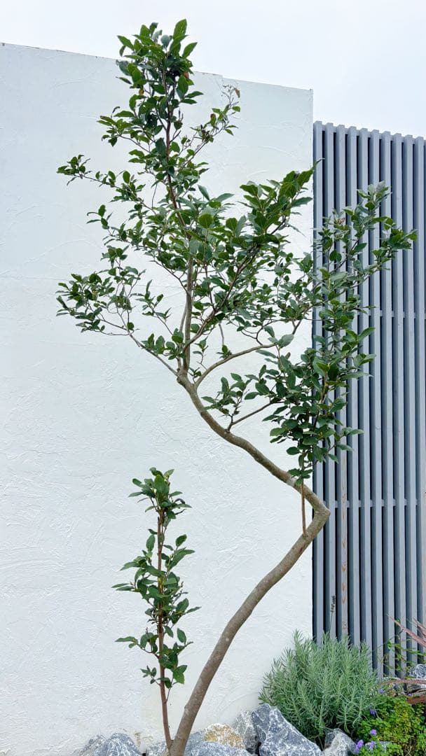 masuma 超逸品。山採りヤマコウバシ2.3M(鉢底から) 幅1.0M