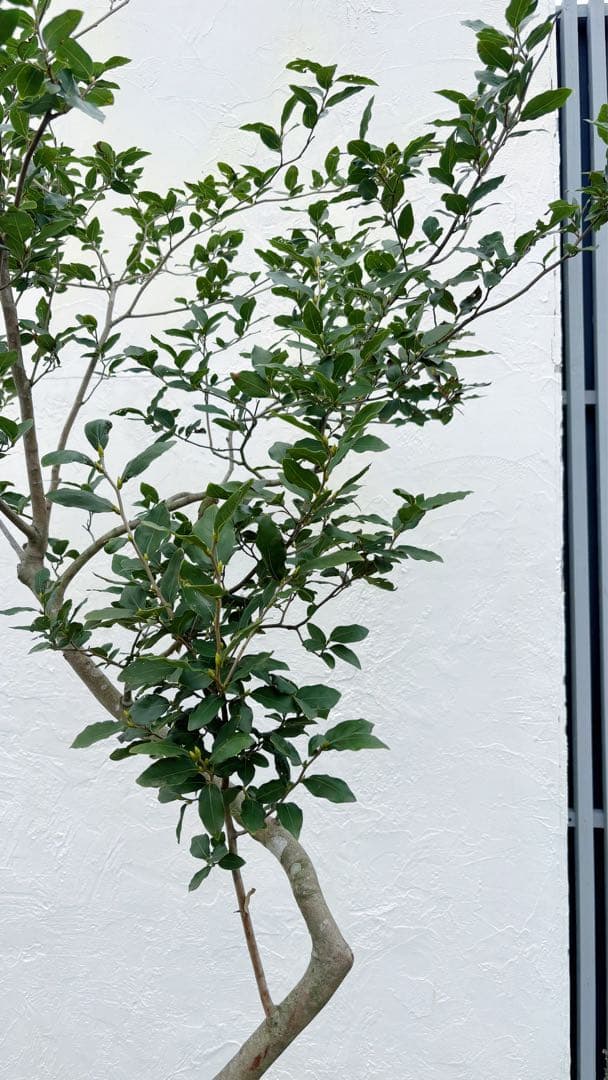 masuma 超逸品。山採りヤマコウバシ2.3M(鉢底から) 幅1.0M