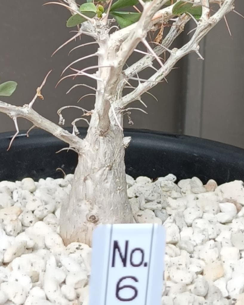 フォークイエリア コルムナリス 観峰玉　№6