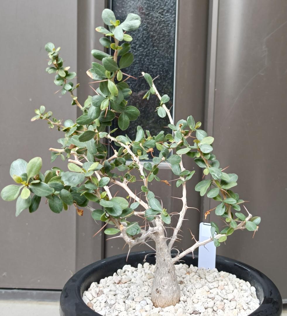 フォークイエリア コルムナリス 観峰玉　№6