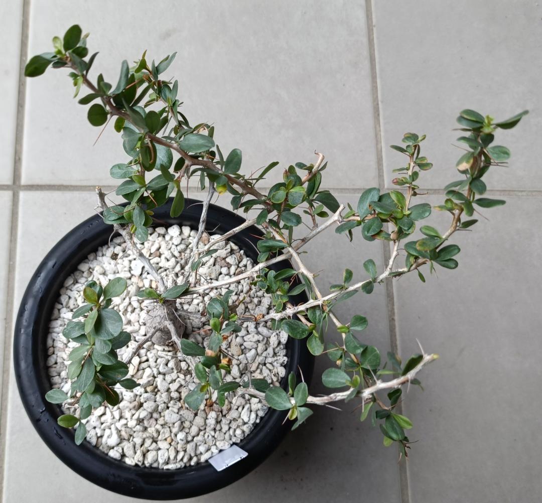 フォークイエリア コルムナリス 観峰玉　№6