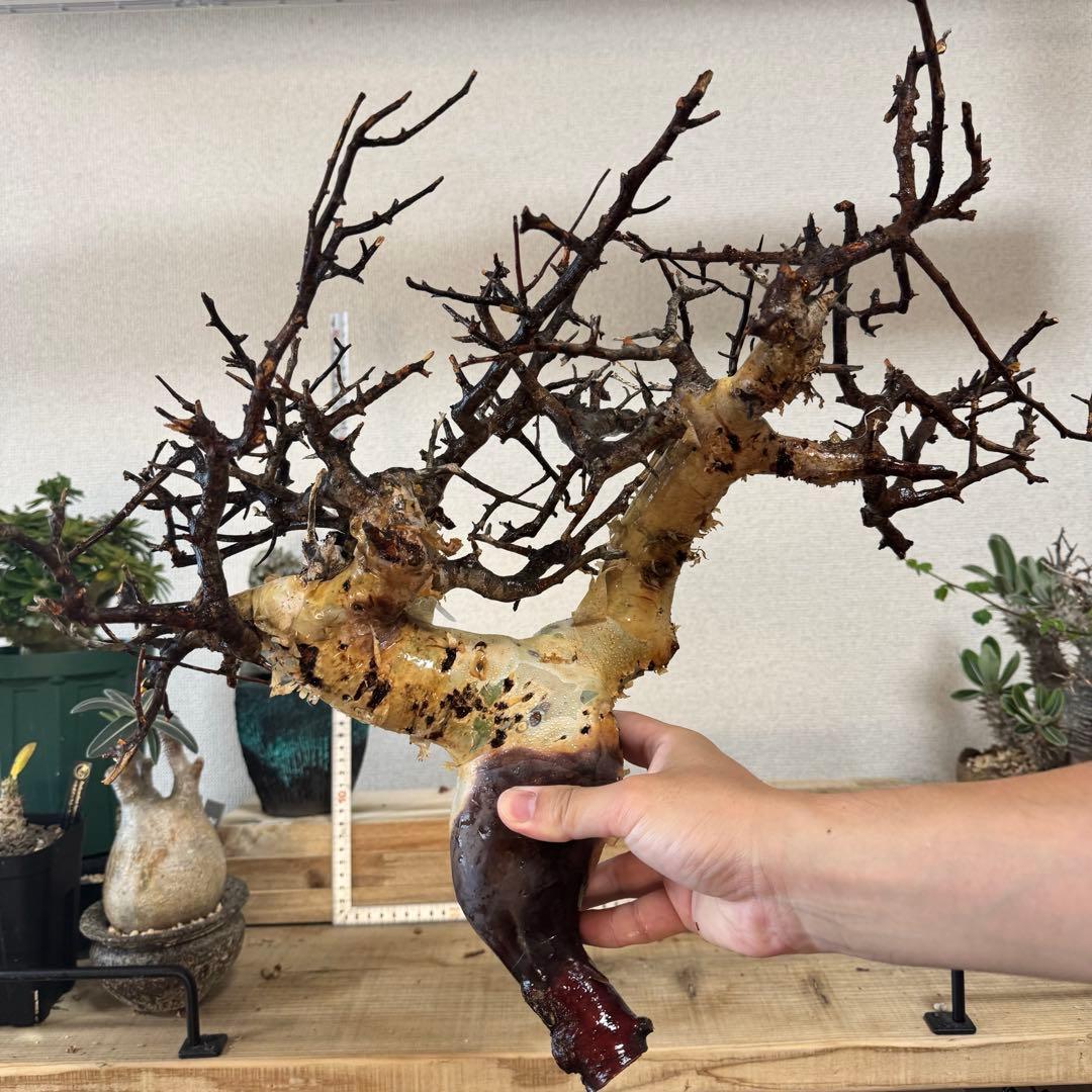 K71 コミフォラ ピュア カタフ ソマリア 現地株 新着 下処理済み