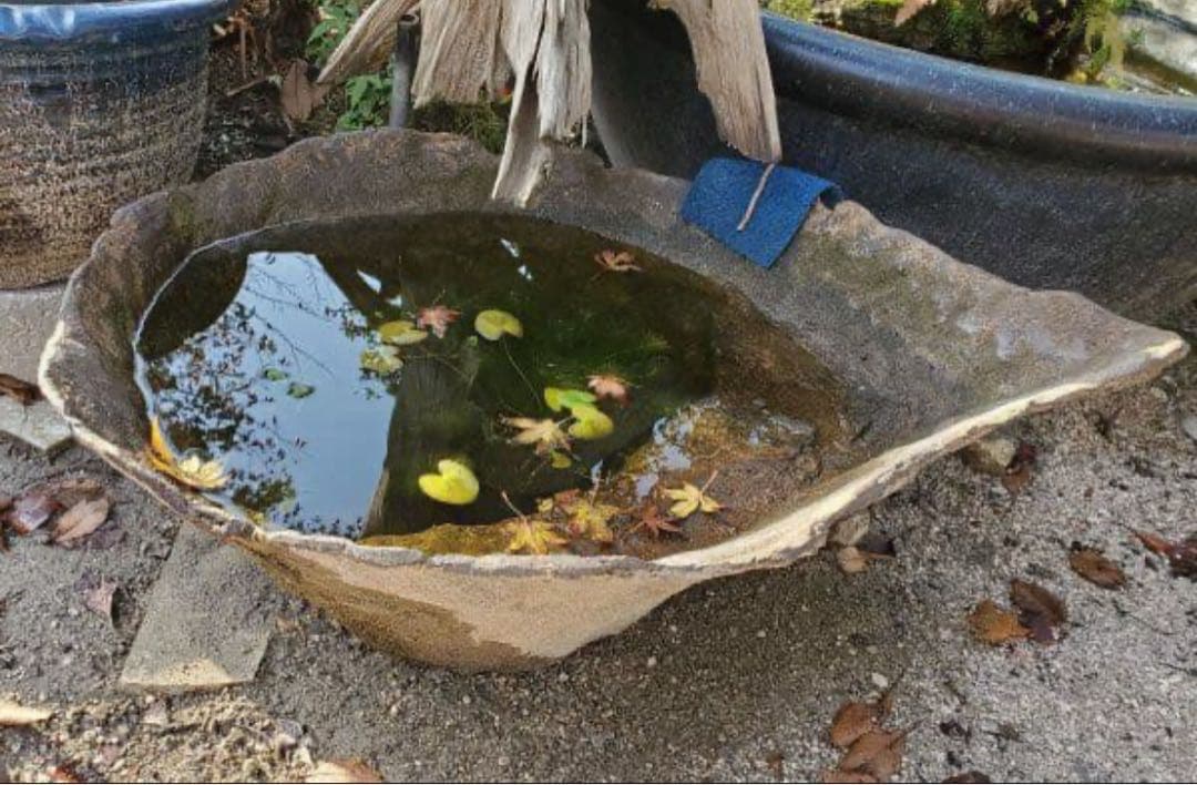 自然な貝殻形状の水鉢　めだかの館オリジナル一品物手作りメダカ鉢