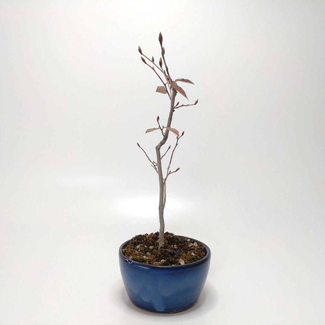 寒樹ヤマコウバシ盆栽 SS004