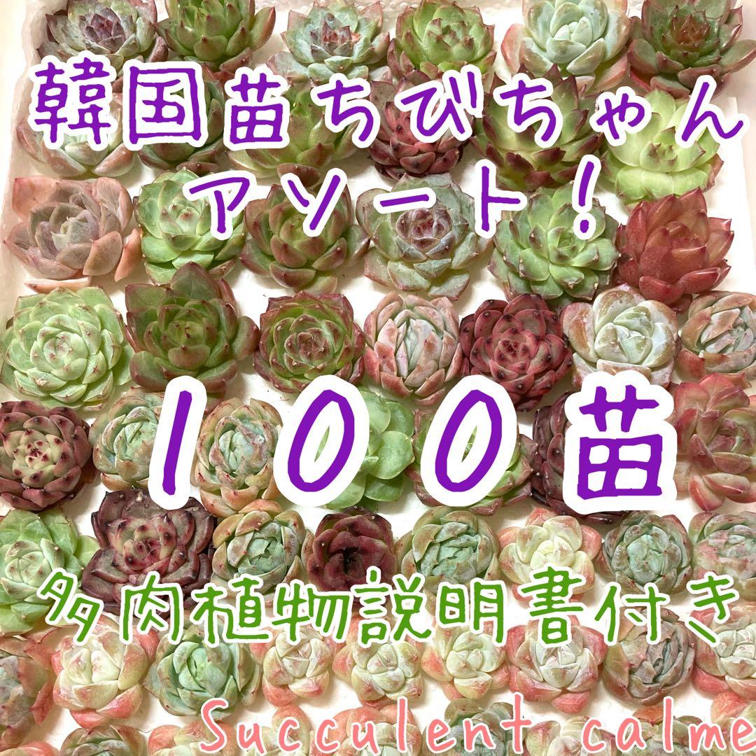 韓国苗 １００苗ちびちゃん詰め合わせ！多肉植物 MIX苗 交配苗など
