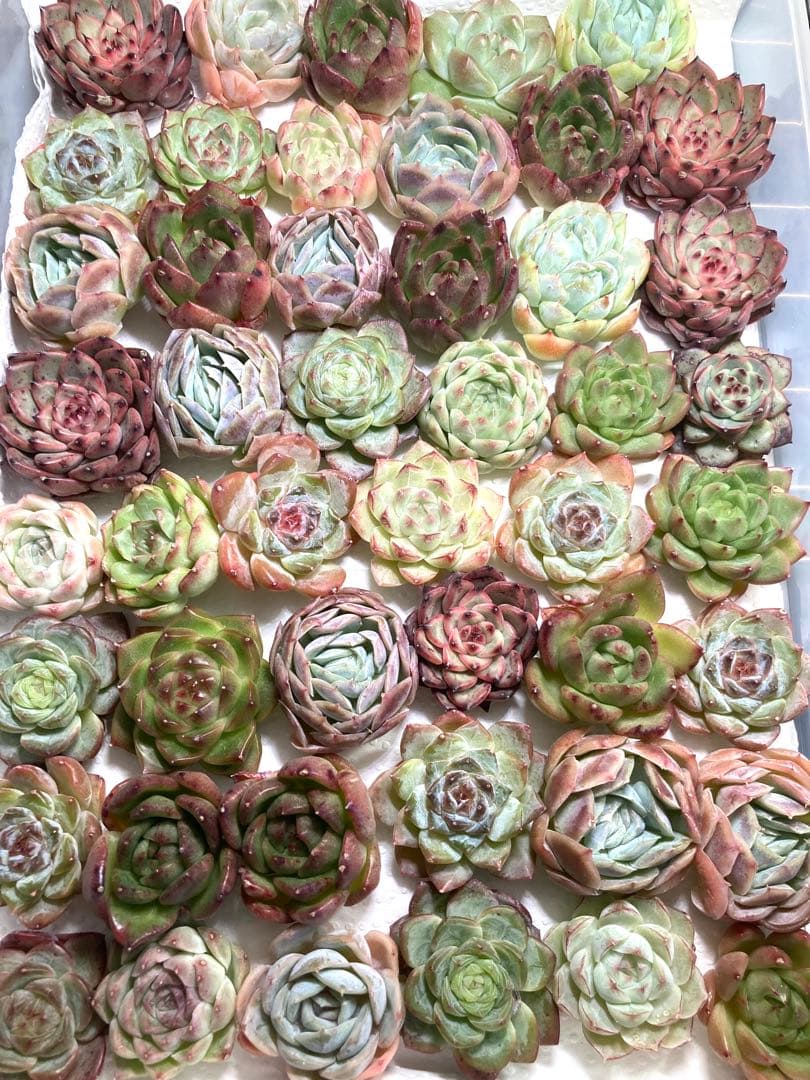 韓国苗 １００苗ちびちゃん詰め合わせ！多肉植物 MIX苗 交配苗など