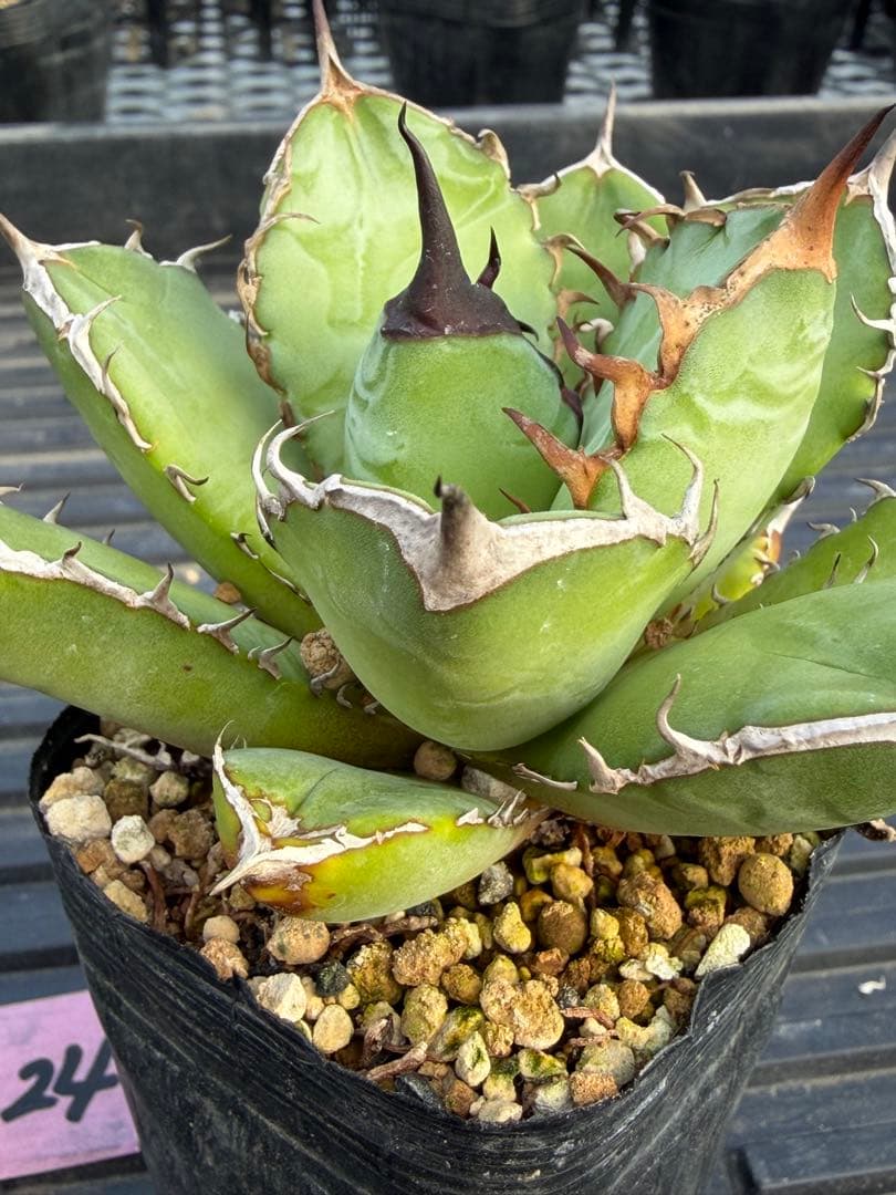 オテロイ　実生コレクション株24