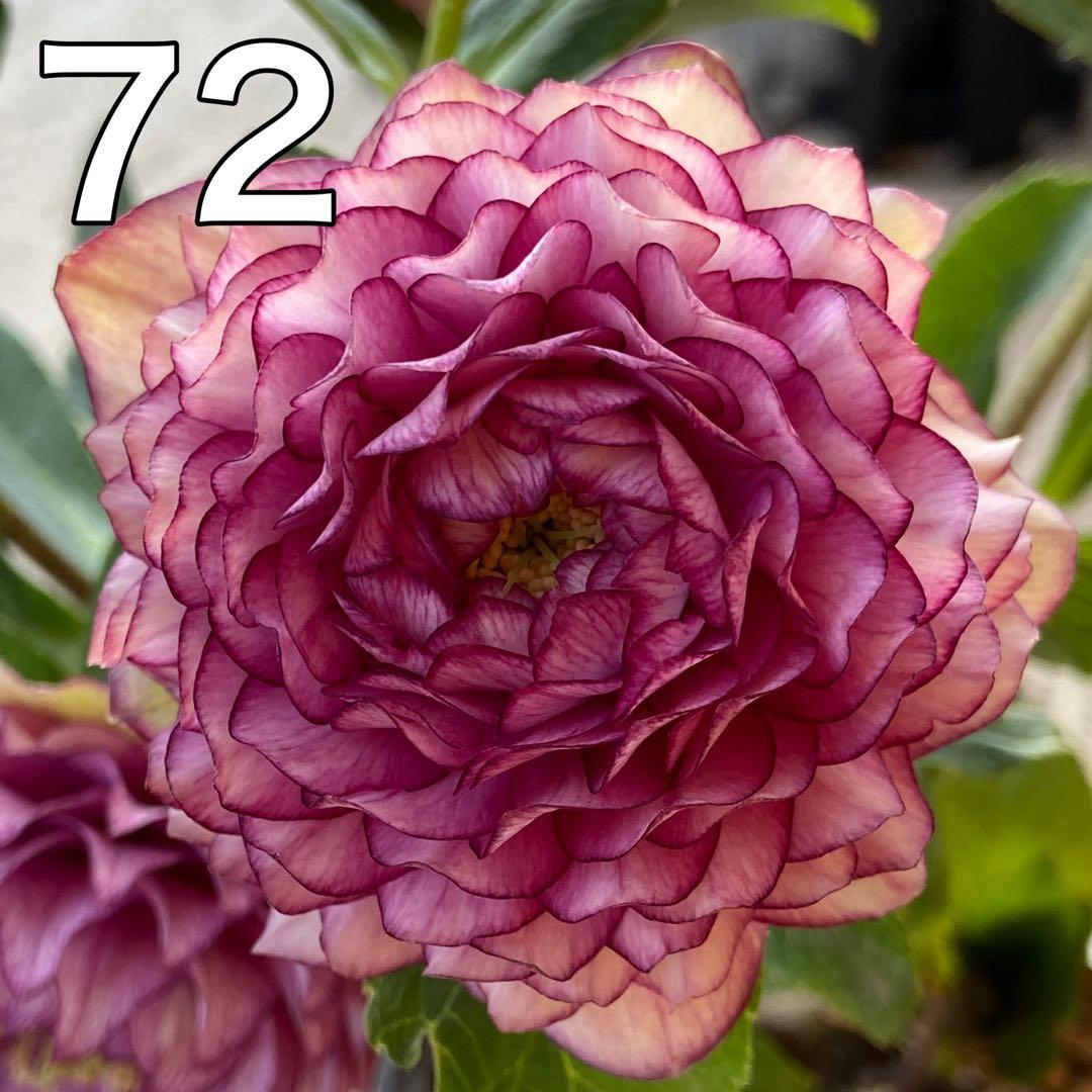 ダリア咲クラッシックピンクセルフ★クリスマスローズ苗