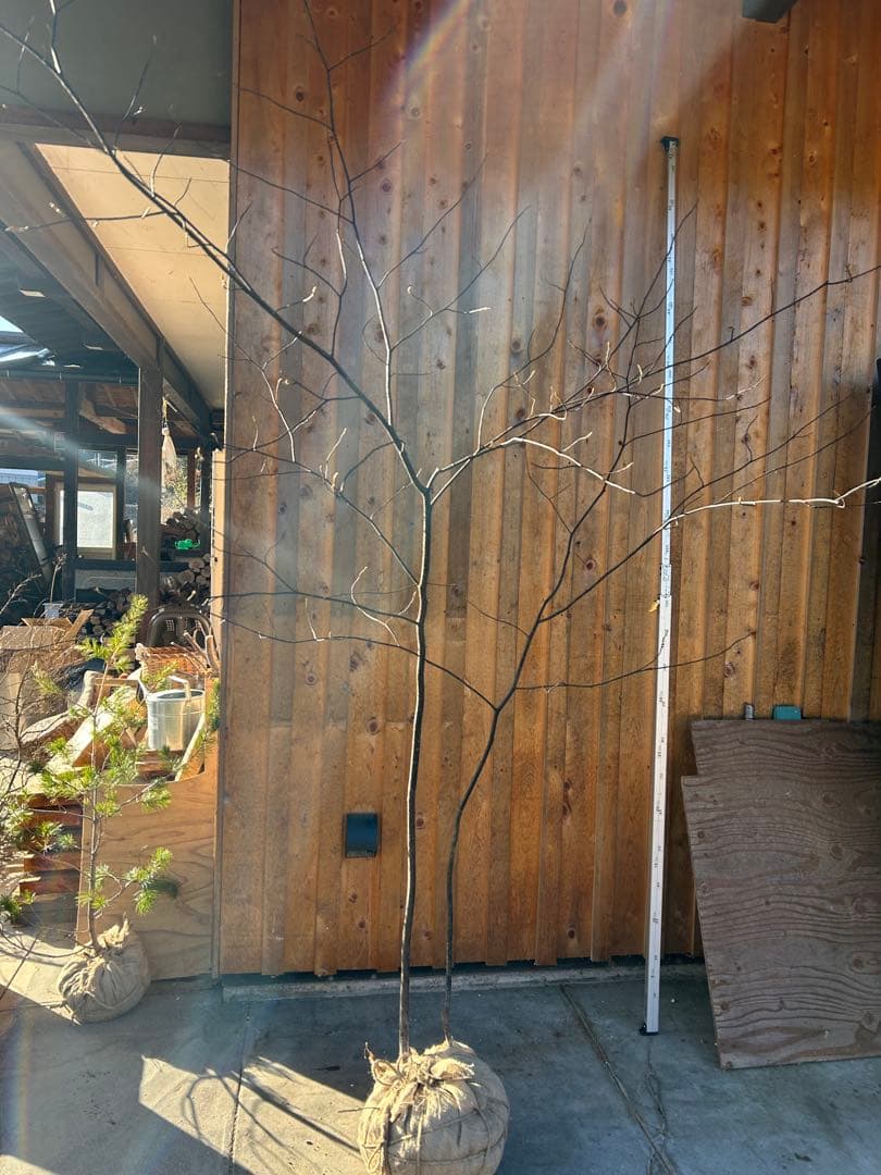 天然クロモジ　二本立苗木約270cm