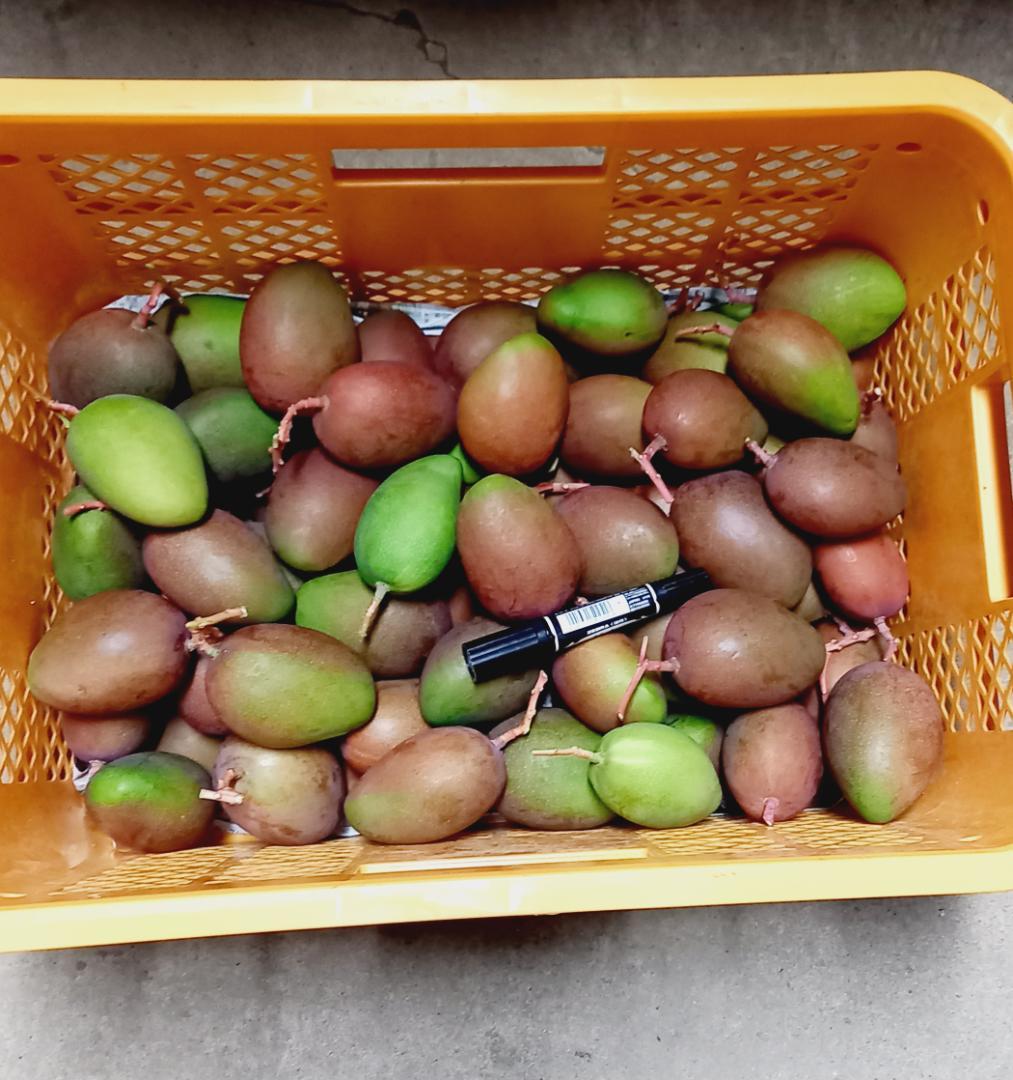 マンゴー+摘果 / 14 kg including box