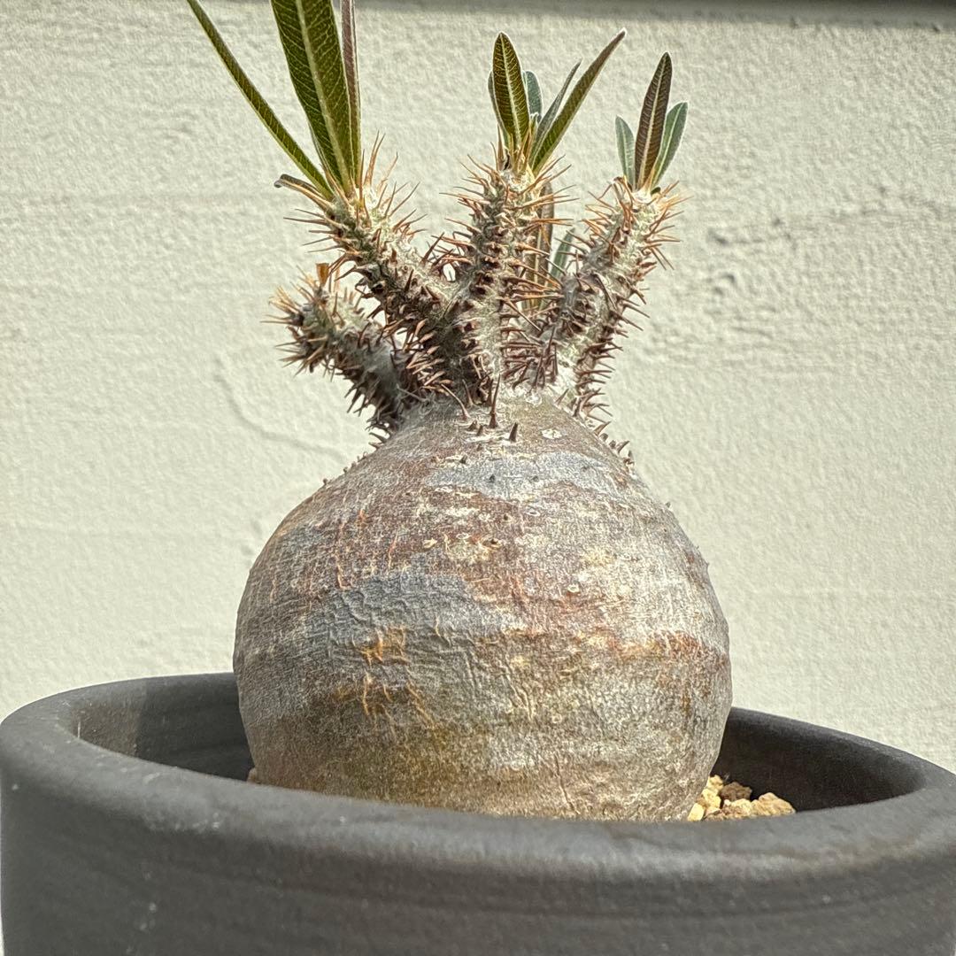 25/5/30出品 まんまるパキポディウムグラキリス(現地球) sou(鉢込み)