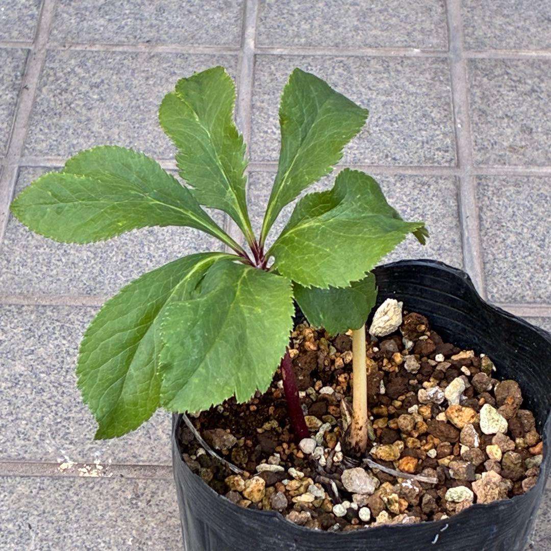 の*ん様 ❤️根充実❤️沢山しっかり新芽❤️966⭐️極上⭐️【フジタ】