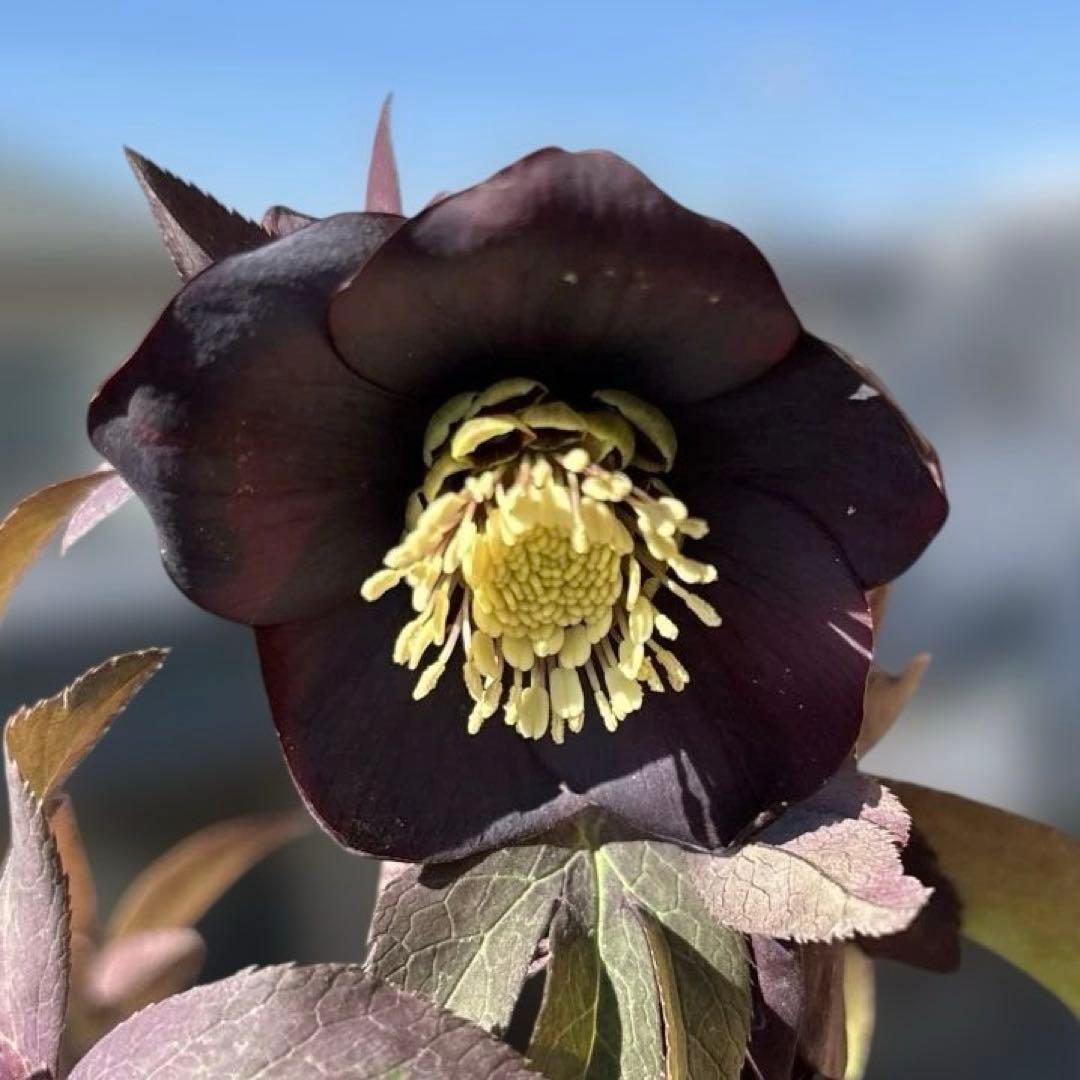 加藤農園　マットブラック　クリスマスローズ　開花株　現品　匿名発送　交配タグ付き