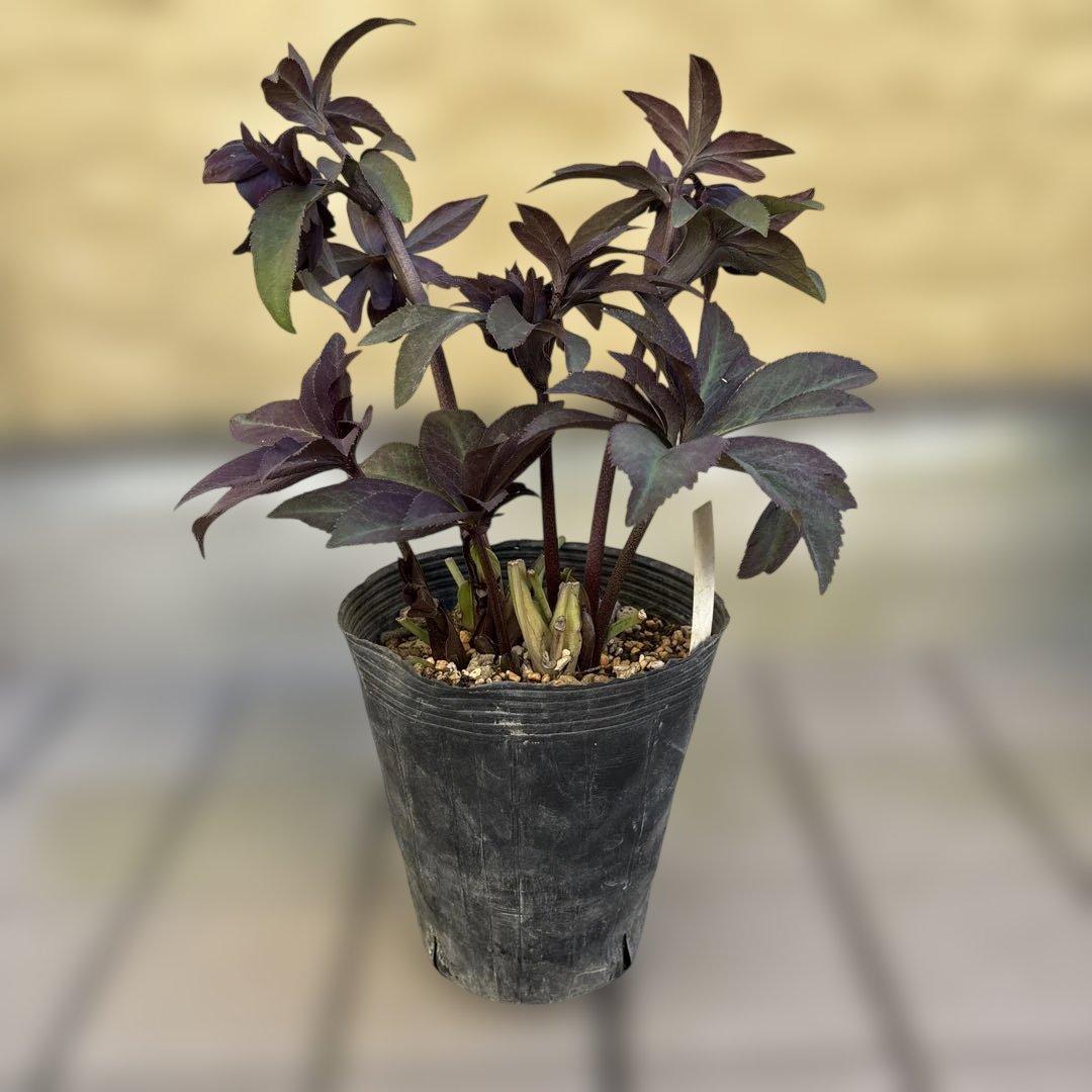 加藤農園　マットブラック　クリスマスローズ　開花株　現品　匿名発送　交配タグ付き