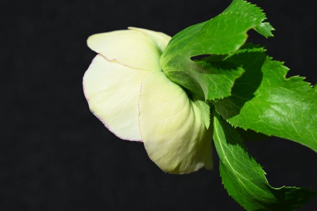 クリスマスローズ　極上！！認定イエローモーリー　加藤農園