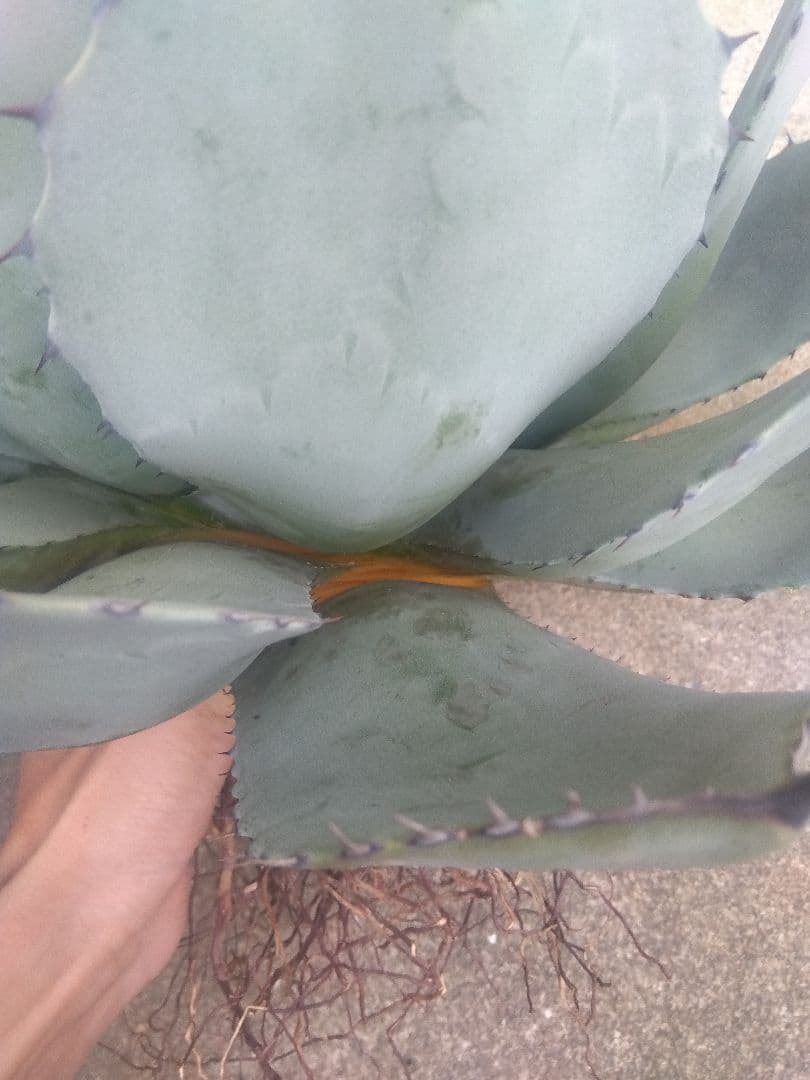 アガベ　姫吉祥天　特大43センチ❗