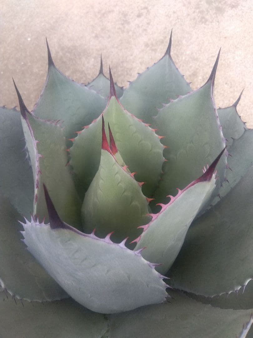 アガベ　姫吉祥天　特大43センチ❗