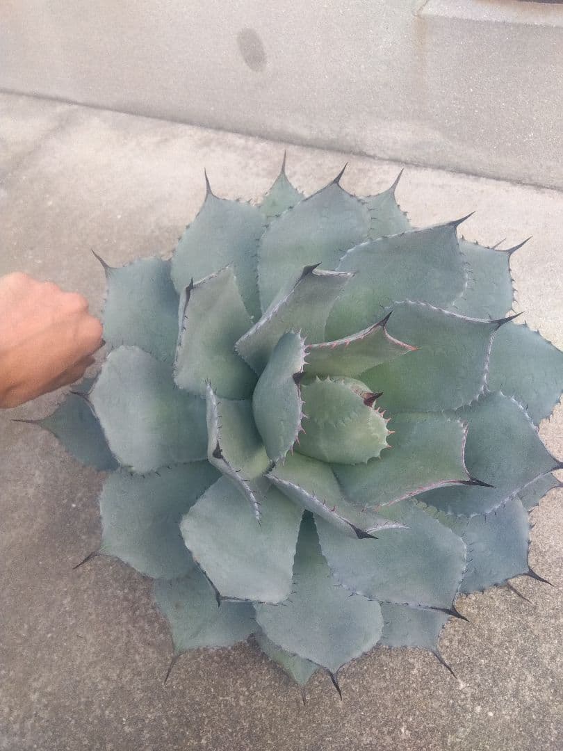 アガベ　姫吉祥天　特大43センチ❗