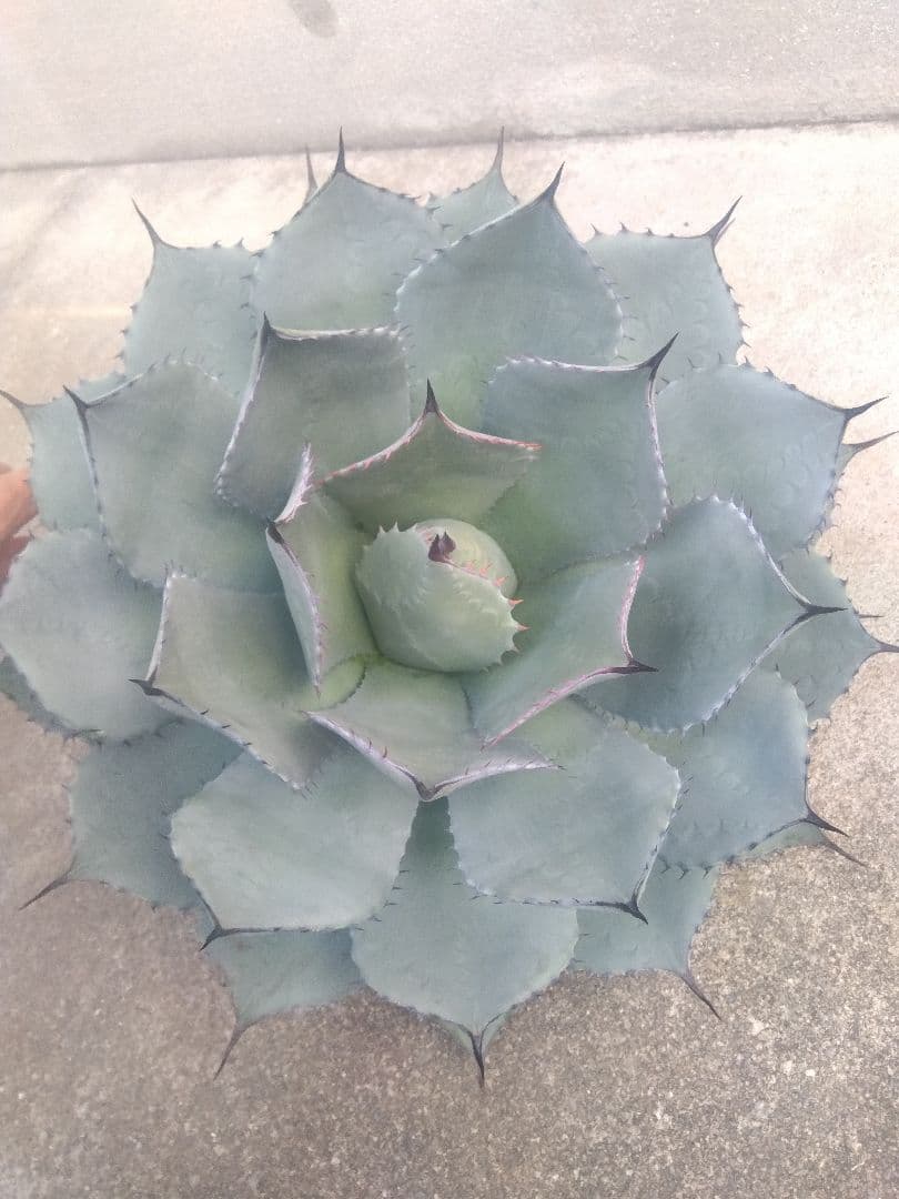 アガベ　姫吉祥天　特大43センチ❗