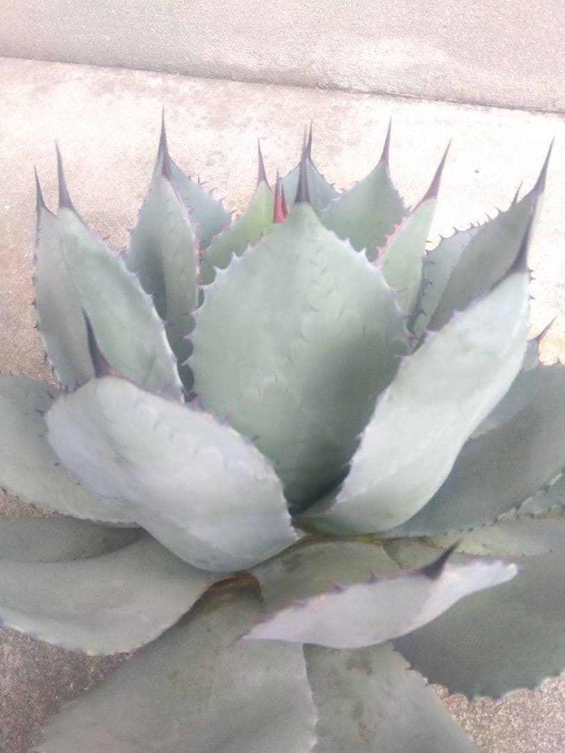アガベ　姫吉祥天　特大43センチ❗